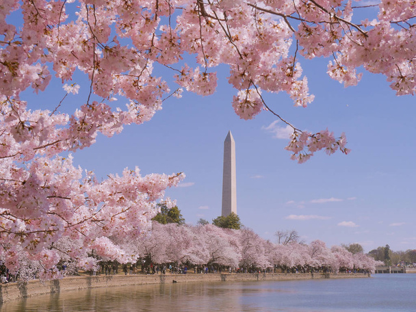 Washington Anıtı Cherry Blossom Festivali Washington Dc, ABD - Fotoğraf, Görsel