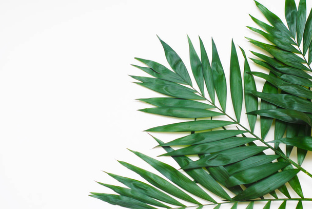 Palm Green Leaves Tropical Exotic Tree Isoalted on White Background. Holliday Patern - Foto, Imagen