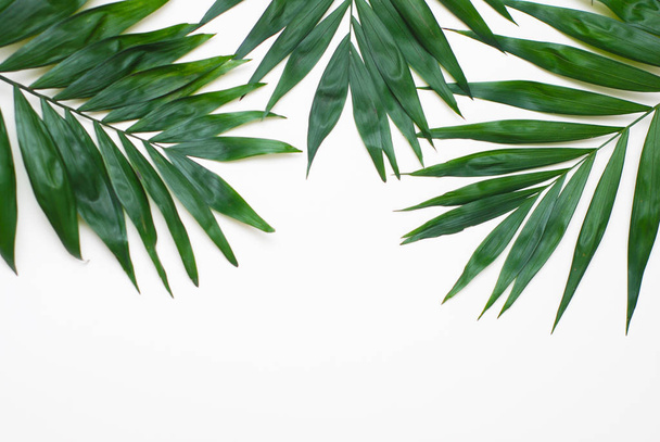 Palm Green Leaves Tropical Exotic Tree Isoalted on White Background. Holliday Patern - Фото, зображення