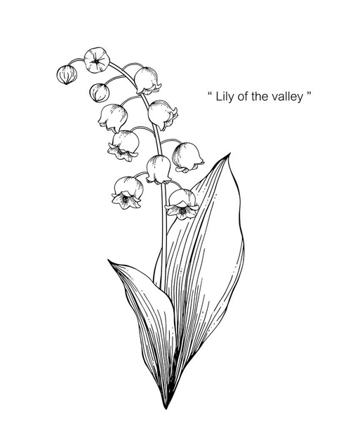 Lily of the valley flower drawing illustration. Black and white with line art on white backgrounds. - Vector, Image