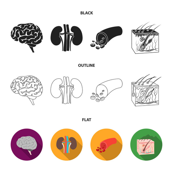 Cerebro, riñón, vaso sanguíneo, piel. Conjunto de iconos de colección de órganos en negro, plano, contorno estilo vector símbolo stock ilustración web
. - Vector, Imagen