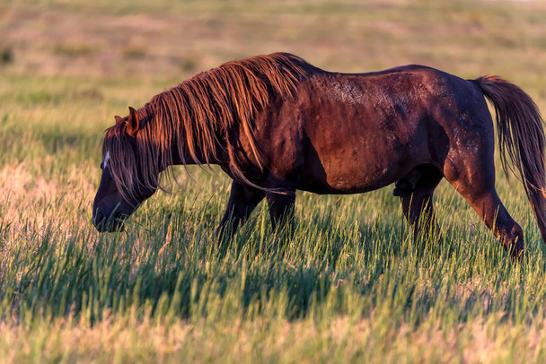 Divoký kůň se pase na louce při západu slunce - Fotografie, Obrázek