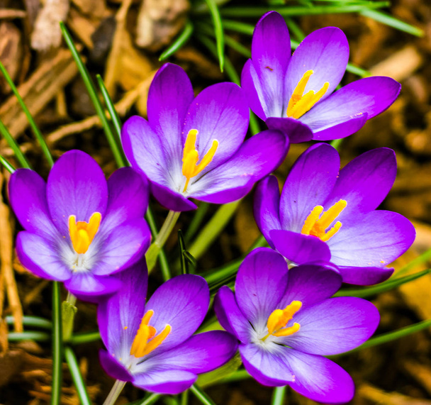 Fialové krokusy kvetou na jaře. - Fotografie, Obrázek