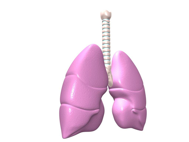 3D απεικόνιση των πνευμόνων, ιατρική έννοια - Φωτογραφία, εικόνα