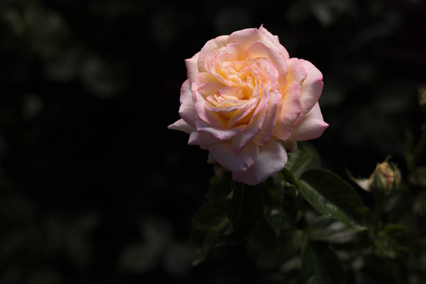A természetes fény Rózsa - Fotó, kép