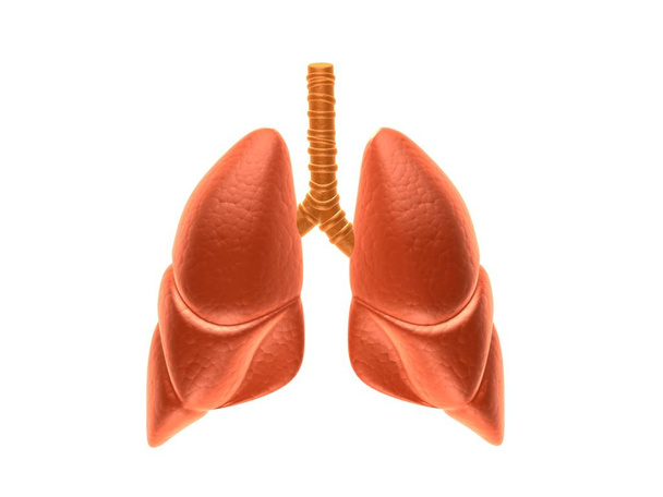 3d Illustration Of Lungs, Medical Concept - Foto, afbeelding