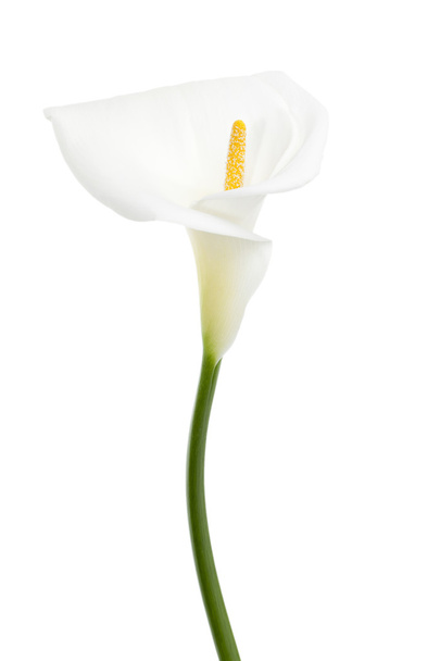 526 witte calla lelie - Foto, afbeelding