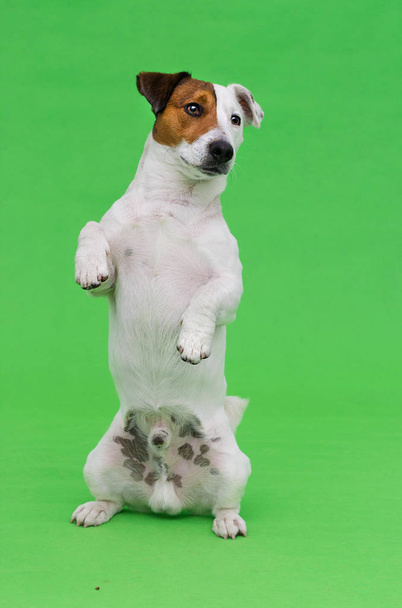 Jack Russel Terrier dog stands on its hind legs on a green background - Fotografie, Obrázek