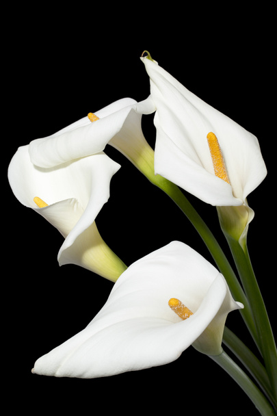 Witte aronskelk calla lelies - Foto, afbeelding