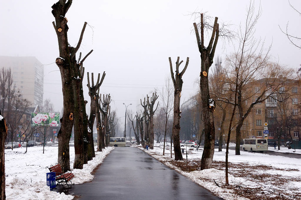 Зимовий міський пейзаж: засніжені дерева в парку
. - Фото, зображення