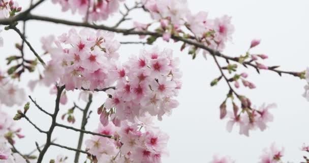 Cherry Blossom or Sakura in the wind - Footage, Video