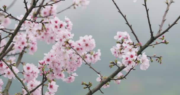 Kirschblüte oder Sakura im Wind - Filmmaterial, Video