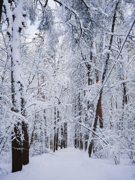 Picturesque winter landscape photo in woods - Фото, изображение