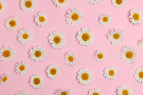 beautiful daisies on pink background - Фото, изображение