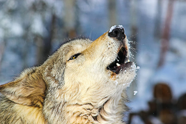 Alpha Male Grey Wolf Howling  - Photo, Image