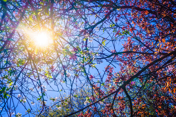 Sun illuminating through colorful tree branches and leaves during beautiful springtime weather. Beauty in nature concept. - 写真・画像