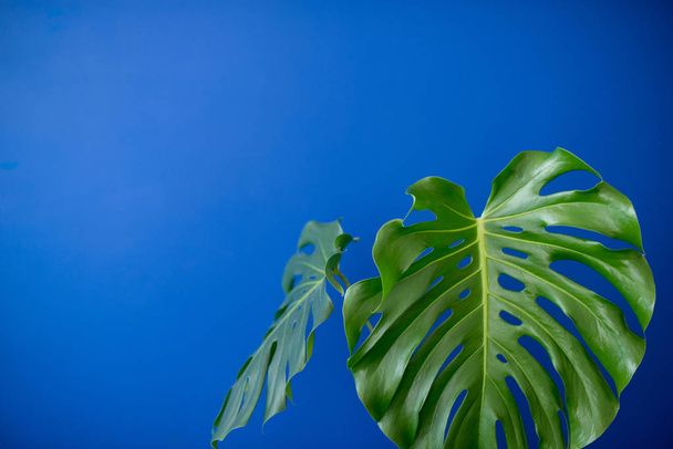 熱帯のジャングルの枝は、青色の背景にモンステラを残します。フラットが横たわっていた。植物の自然のフラット横たわっていた。花の要素設計、緑の葉 - 写真・画像