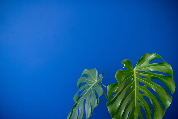 Tropical Jungle branches leaves Monstera on blue color background. Flat lay. Flat lay of Botanical nature. Floral elements design,Green foliage - Valokuva, kuva