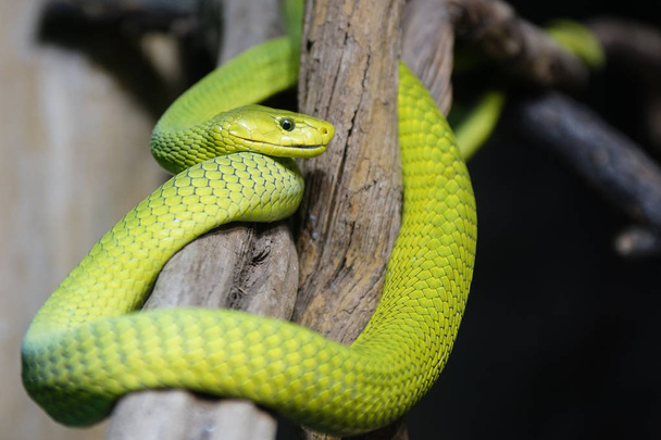 Mamba zielona (Dendroaspis viridis), niebezpieczne afrykański wąż - Zdjęcie, obraz