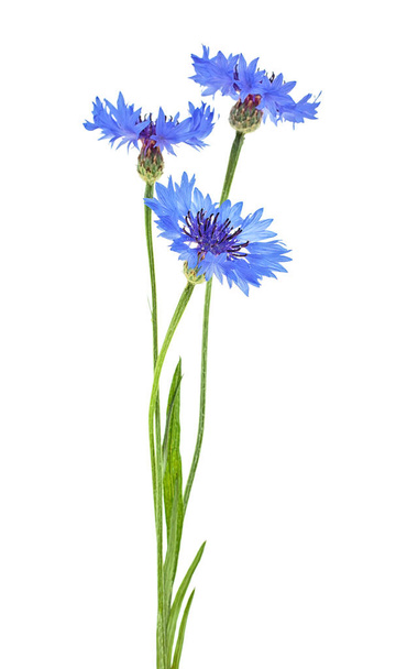 Blue cornflowers isolated on a white background - Photo, image