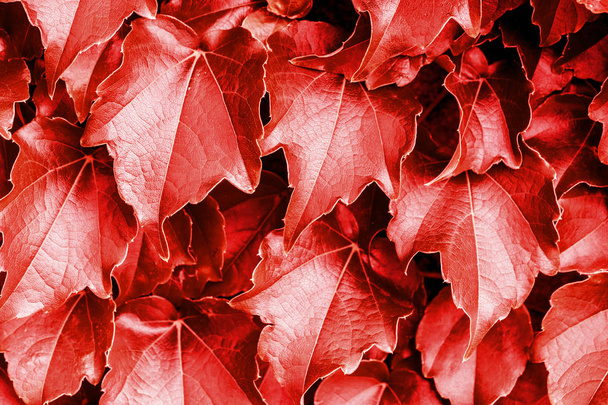 Červené listy pozadí. Přírodní čerstvý abstraktní vzor. - Fotografie, Obrázek