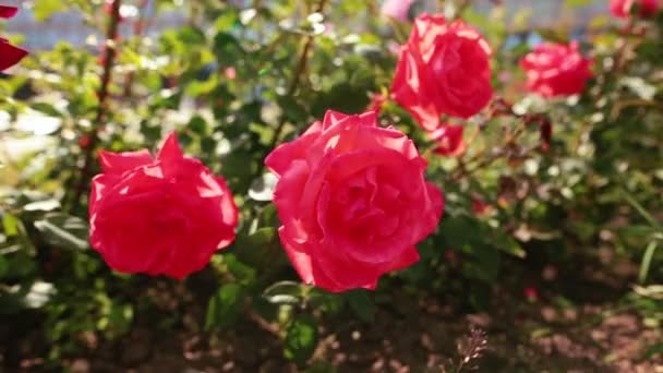 Sok vörös rózsa a szél, a kertben. - Felvétel, videó