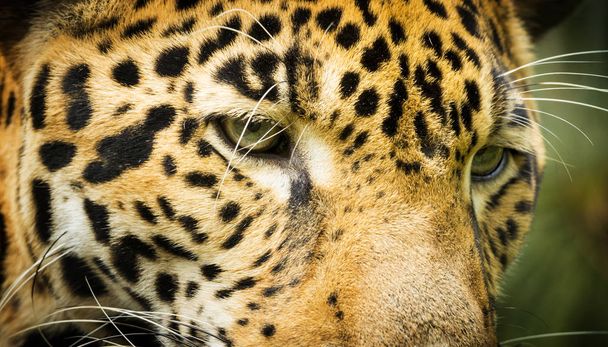 Beautiful Jaguar cat (Panthera Onca) in close up on the eyes and patterns - Фото, изображение