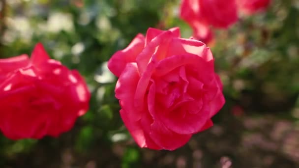 Πανέμορφα κόκκινα τριαντάφυλλα στον κήπο. Ηλιόλουστη μέρα. - Πλάνα, βίντεο