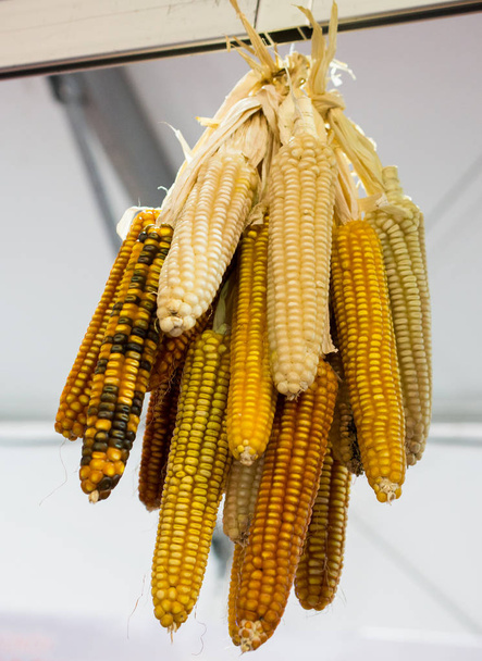 Сухая кукуруза на зернах початков очищена - Фото, изображение