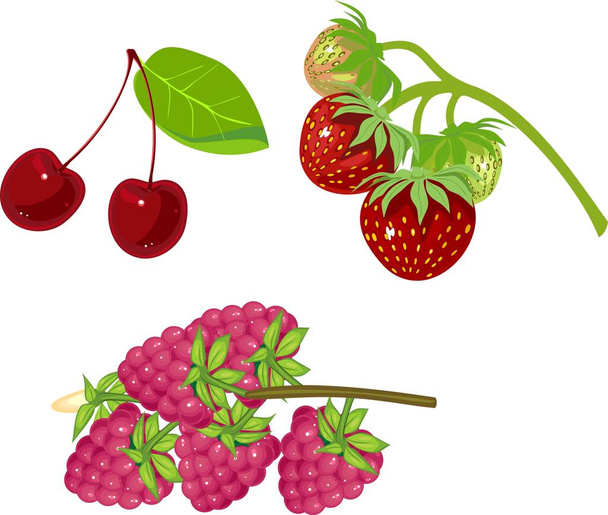 Red berries on white background - Vector, imagen