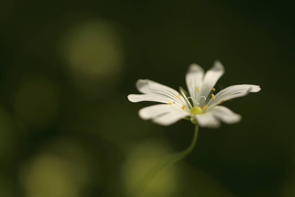 Macro detalle de flor blanca con fondo borroso
 - Foto, Imagen