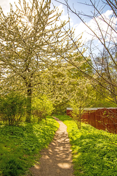 romantic track in spring within blooming trees - Photo, Image