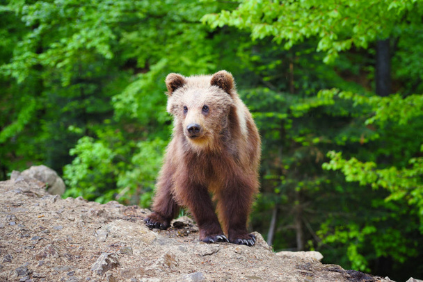 Lindo cachorro de oso marrón en el borde del bosque
 - Foto, Imagen