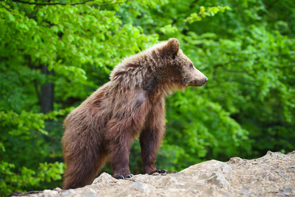 Симпатичний маленький коричневий ведмідь дитинча на краю лісу
 - Фото, зображення