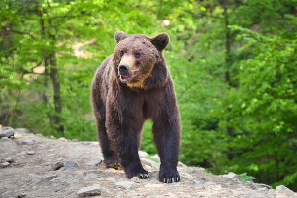 Euroopan ruskea karhu metsämaisemassa kesällä. Iso ruskea karhu metsässä. - Valokuva, kuva
