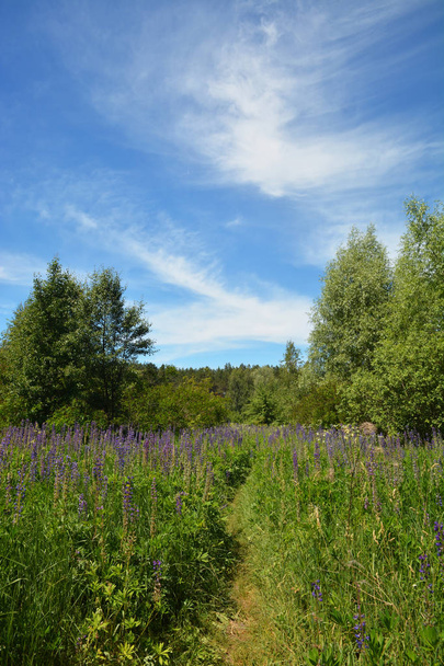 Footpath and blooming meadow with lupin flowers - Φωτογραφία, εικόνα