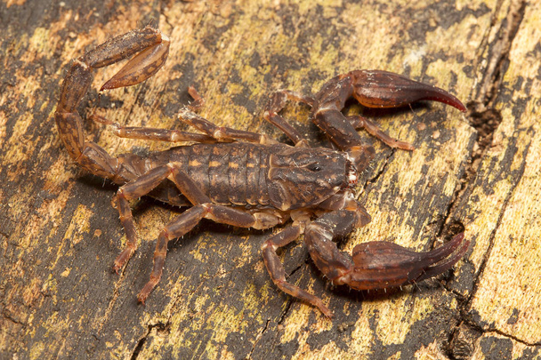 Escorpión, Chaerilus pictus, Chaerilidae, Jampue colinas Tripura estado de la India - Foto, Imagen