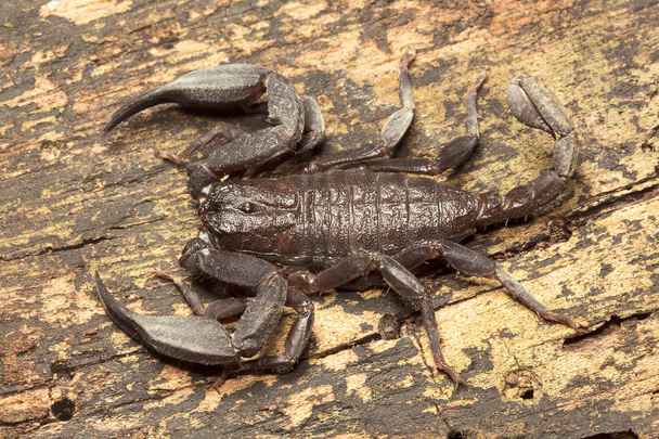 Skorpió, Euscorpiops Longimánusz, Euscorpiidae, Jampue dombok Tripura állam az indiai - Fotó, kép