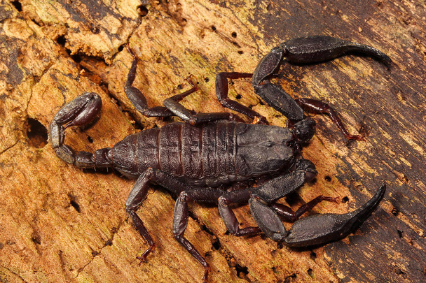 Escorpión, Euscorpiops longimanus, Euscorpiidae Jampue hills Tripura India
 - Foto, Imagen