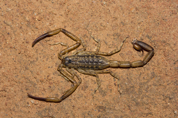 Scorpion, Isometrus sp, Butheidae Alludu Andhra Pradesh India - Photo, Image