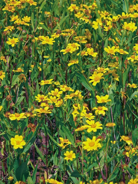 Pole, květiny semínky semen. Guizotia abyssiniaca - Fotografie, Obrázek
