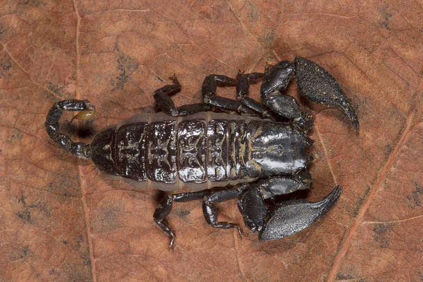 Escorpión, Liocheles nigripes, Hemiscopiidae Madhya Pradesh India - Foto, imagen