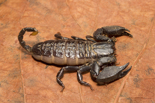 Skorpió, Liocheles nigripes, Hemiscopiidae Madhya Pradesh India - Fotó, kép