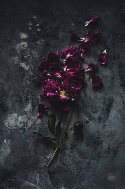 Pivoines violettes. Nature morte. Fond noir
. - Photo, image