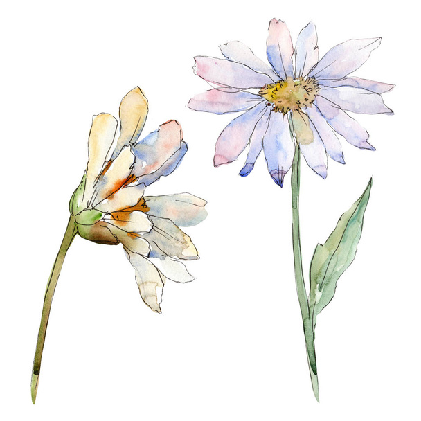 White daisy. Floral botanical flower. Wild spring leaf wildflower isolated. - Foto, afbeelding