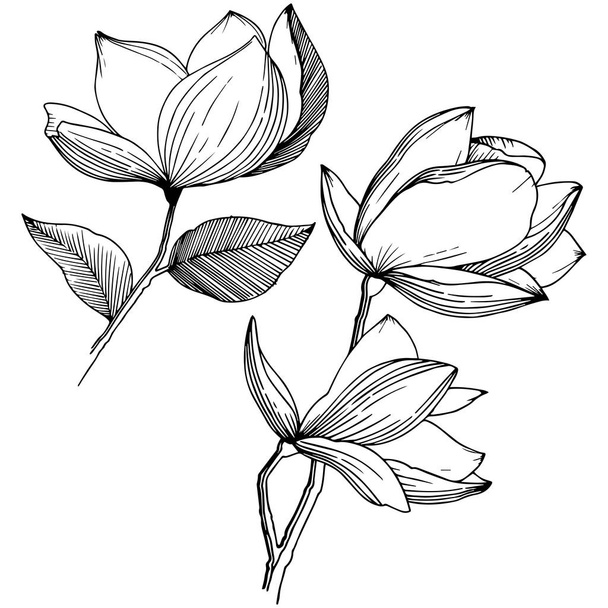 Magnolie im Vektorstil isoliert. voller Name der Pflanze: Magnolie. Vektorblume für Hintergrund, Textur, Wrappermuster, Rahmen oder Rahmen. - Vektor, Bild