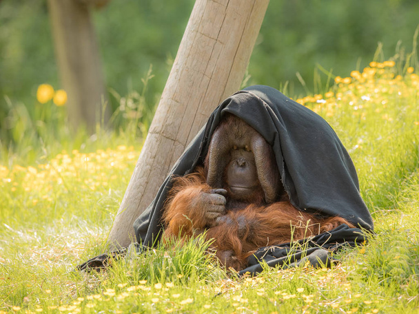 Hombre adulto Borneano Orangután - Pongo pygmaeus - sentado al aire libre en hierba verde, parcialmente escondido bajo una manta negra. Pareciendo tímido, reflexivo e introvertido
. - Foto, imagen