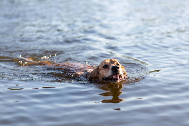 Happy dog swimming in the lake - 写真・画像