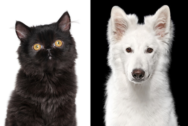 Porträt einer schwarzen Katze und eines weißen Hundes.  - Foto, Bild