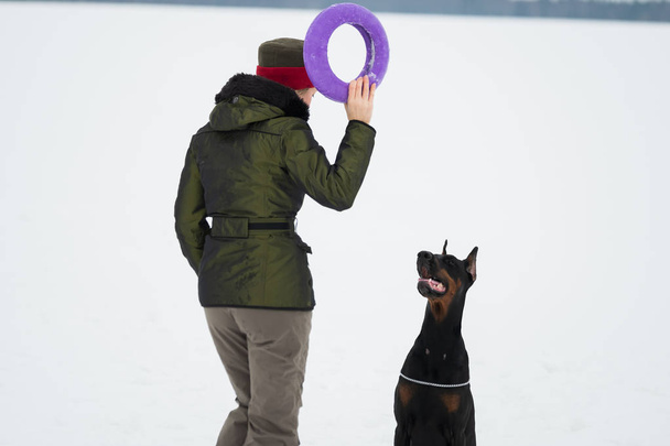 Opleiding en spelen met honden Dobermans op een besneeuwde veld - Foto, afbeelding